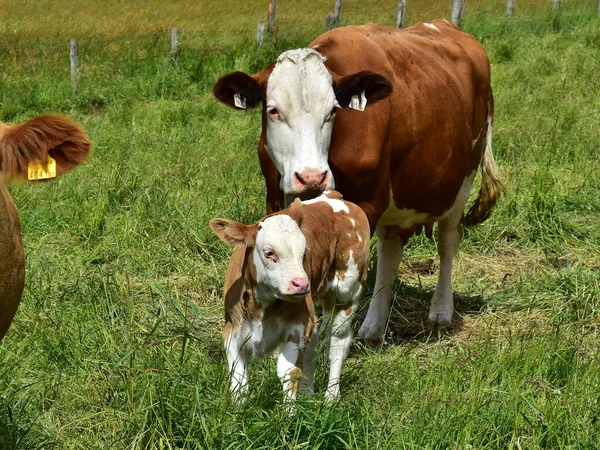 Sweet Litte Calf Mama Cow — Stock Photo, Image