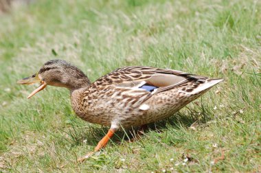 göl kıyısında ördekler