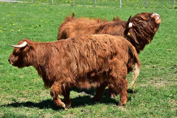 Skoçya Sığırları Üreyen Boğa — Stok fotoğraf