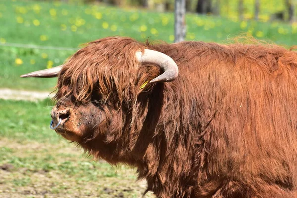 Scottish Highland Cattle Ταύρος Αναπαραγωγής — Φωτογραφία Αρχείου