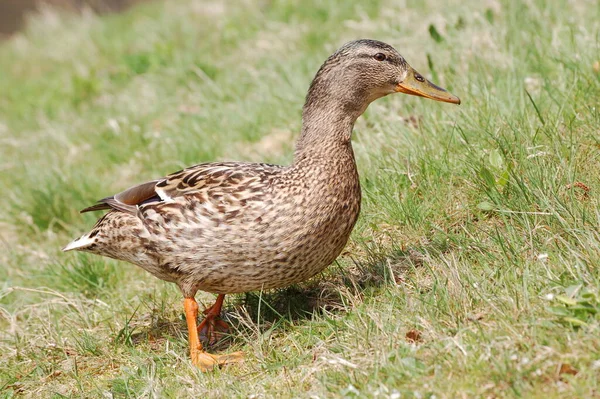 Canards Sur Rive Lac — Photo