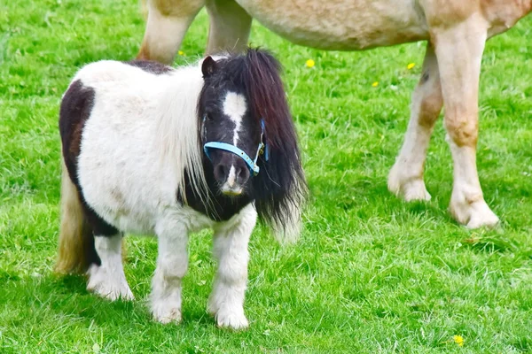 Pony Tipo Piccolo Cavallo Lat Equus Ferus Caballus — Foto Stock
