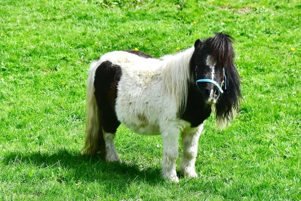 Poník Typ Malého Koně Late Equus Ferus Caballus — Stock fotografie