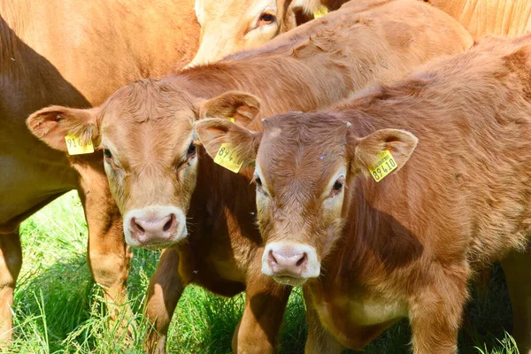 Sığırlar, inekler ve buzağılar otlaktaki hayatı severler..