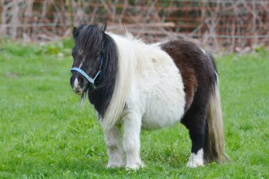 Midilli bir tür küçük attır, Lat. Equus ferus caballus.