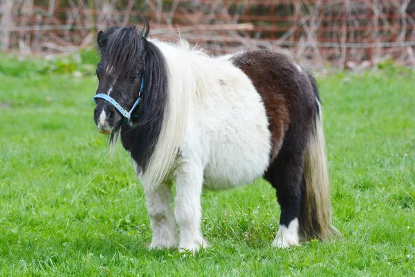 Pony Type Small Horse Lat Equus Ferus Caballus — Stock Photo, Image