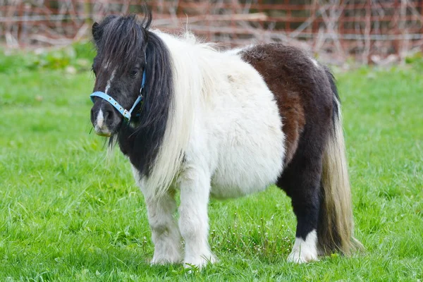 Pônei Tipo Cavalo Pequeno Lat Equus Ferus Caballus — Fotografia de Stock