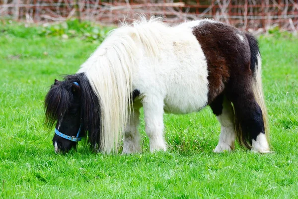 Pony Tipo Piccolo Cavallo Lat Equus Ferus Caballus — Foto Stock