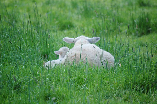A little lamb happy on a pasture