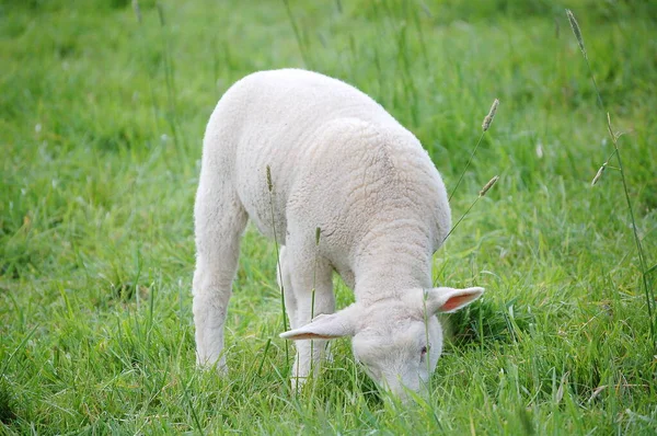 Mała Owieczka Szczęśliwa Pastwisku — Zdjęcie stockowe
