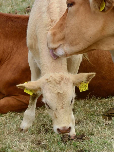 母牛は彼女の小さな子牛を愛しています — ストック写真