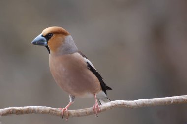 Saka kuşu ispinozgiller (Fringillidae) familyasından bir kuş türü..