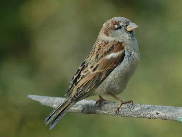 Old World Sparrows Indigenous Europe Africa Asia — Stock Photo, Image