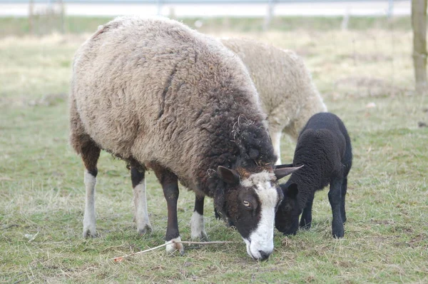一只羊和它的羊羔在牧场上 — 图库照片