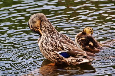 Anne ördek ve bir ördek yavrusu