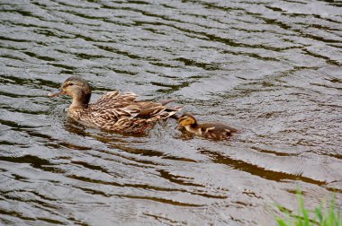 Anne ördek ve bir ördek yavrusu
