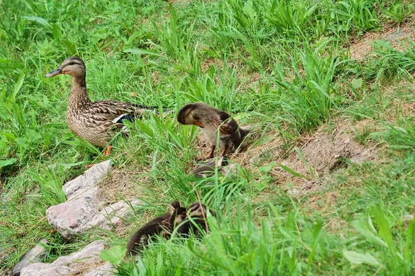 어머니 그녀의 Ducklings — 스톡 사진