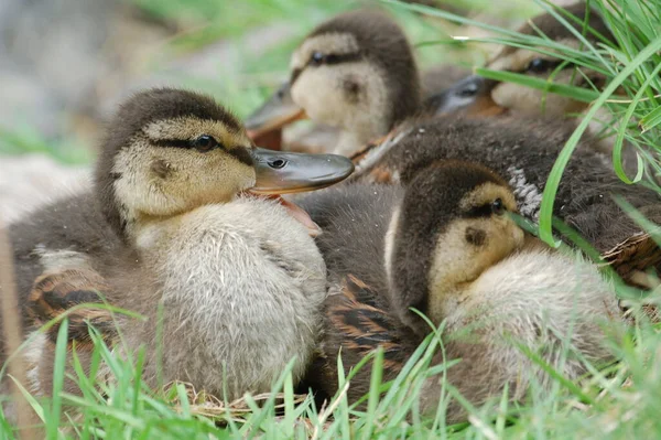 Ducklings Lake Shore — Stock Photo, Image