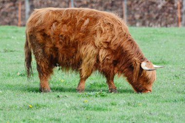Highland sığırları namı diğer Kyloe, İskoç sığırlarının kırsal bir türüdür. İskoçya 'nın İskoçya ve Batı Adaları' ndan gelmektedir. Her zamanki palto rengi kırmızımsı kahverengi veya siyahtır..