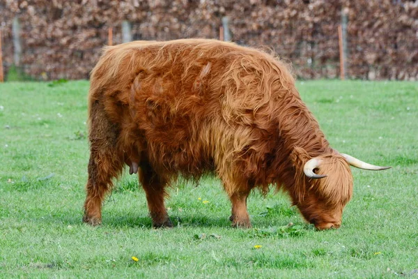 Das Hochlandrind Alias Kyloe Ist Eine Schottische Rasse Rustikaler Rinderrinder — Stockfoto