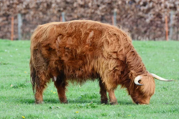 高地牛 Highland Cattle Aka Kyloe 是苏格兰的一种牛肉品种 它起源于苏格兰高地和苏格兰西部群岛 通常的外套颜色是红褐色或黑色 — 图库照片