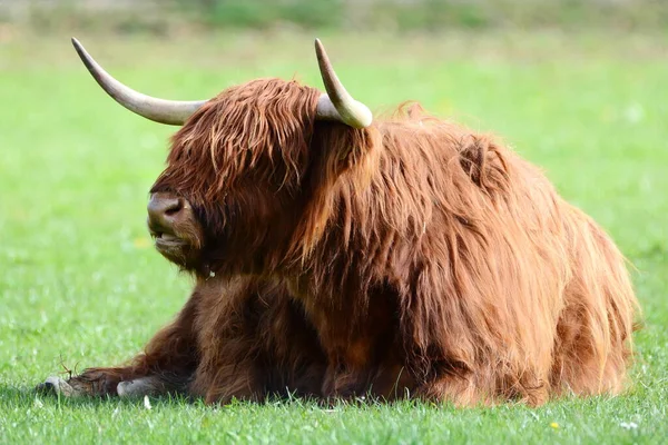 Βοοειδή Highland Γνωστή Και Kyloe Είναι Μια Σκωτσέζικη Φυλή Των — Φωτογραφία Αρχείου