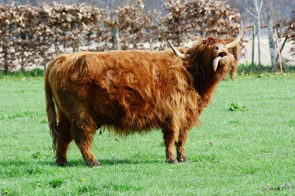 Highland sığırları namı diğer Kyloe, İskoç sığırlarının kırsal bir türüdür. İskoçya 'nın İskoçya ve Batı Adaları' ndan gelmektedir. Her zamanki palto rengi kırmızımsı kahverengi veya siyahtır..