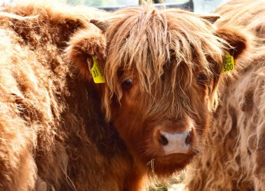 Highland sığırları namı diğer Kyloe, İskoç sığırlarının kırsal bir türüdür. İskoçya 'nın İskoçya ve Batı Adaları' ndan gelmektedir. Her zamanki palto rengi kırmızımsı kahverengi veya siyahtır..