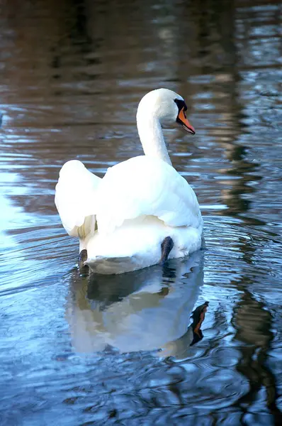Uma Beleza Graciosa Cisne — Fotografia de Stock