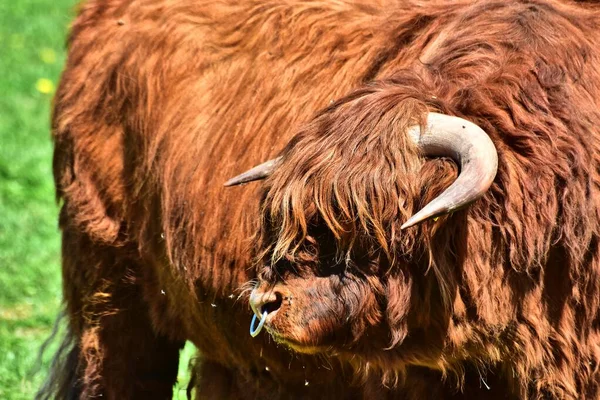 Βοοειδή Highland Γνωστή Και Kyloe Είναι Μια Σκωτσέζικη Φυλή Των — Φωτογραφία Αρχείου