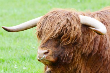 Highland sığırları namı diğer Kyloe, İskoç sığırlarının kırsal bir türüdür. İskoçya 'nın İskoçya ve Batı Adaları' ndan gelmektedir. Her zamanki palto rengi kırmızımsı kahverengi veya siyahtır..