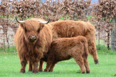 Highland sığırları namı diğer Kyloe, İskoç sığırlarının kırsal bir türüdür. İskoçya 'nın İskoçya ve Batı Adaları' ndan gelmektedir. Her zamanki palto rengi kırmızımsı kahverengi veya siyahtır..