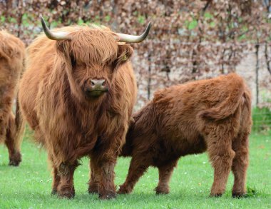 Highland sığırları namı diğer Kyloe, İskoç sığırlarının kırsal bir türüdür. İskoçya 'nın İskoçya ve Batı Adaları' ndan gelmektedir. Her zamanki palto rengi kırmızımsı kahverengi veya siyahtır..