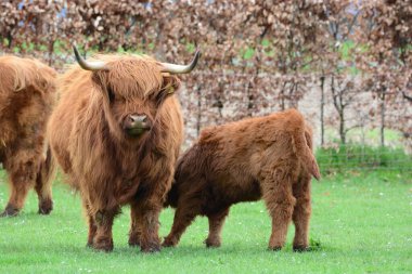Highland sığırları namı diğer Kyloe, İskoç sığırlarının kırsal bir türüdür. İskoçya 'nın İskoçya ve Batı Adaları' ndan gelmektedir. Her zamanki palto rengi kırmızımsı kahverengi veya siyahtır..