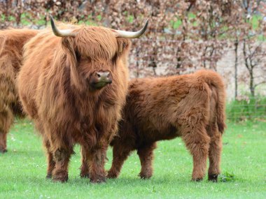 Highland sığırları namı diğer Kyloe, İskoç sığırlarının kırsal bir türüdür. İskoçya 'nın İskoçya ve Batı Adaları' ndan gelmektedir. Her zamanki palto rengi kırmızımsı kahverengi veya siyahtır..