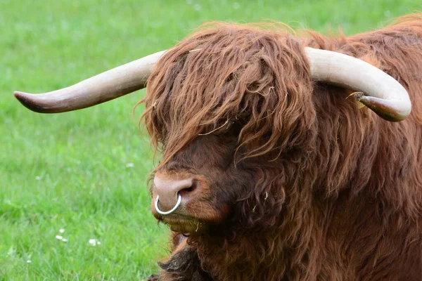 Highland Szarvasmarha Más Néven Kyloe Egy Skót Fajta Rusztikus Marha — Stock Fotó