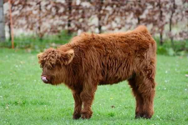 클로이 Kyloe 불리는 고지대 스코틀랜드 소고기 품종이다 그것은 스코틀랜드 고원과 — 스톡 사진