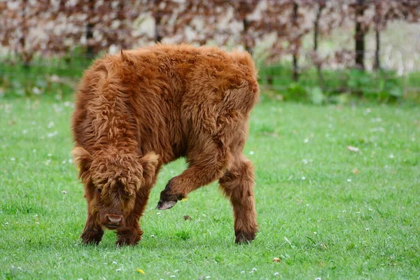 Highland Cattle Aka Kyloe Scottish Breed Rustic Beef Cattle Originated — Stock Photo, Image