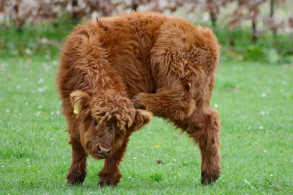 ハイランドの牛クロエは スコットランドの素朴な牛の品種です スコットランドのハイランドとスコットランドの西部諸島に由来する 通常のコートの色は赤みがかった茶色または黒です — ストック写真