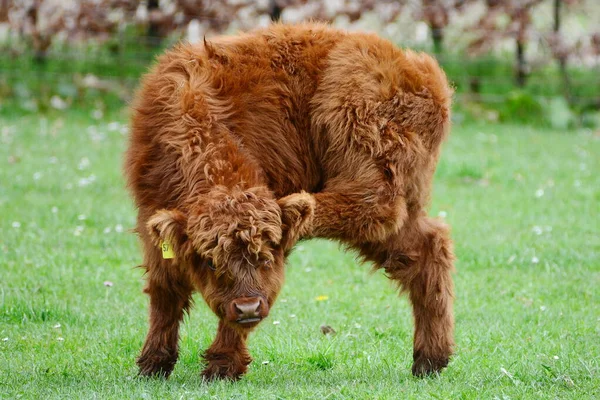 Highland Sığırları Namı Diğer Kyloe Skoç Sığırlarının Kırsal Bir Türüdür — Stok fotoğraf