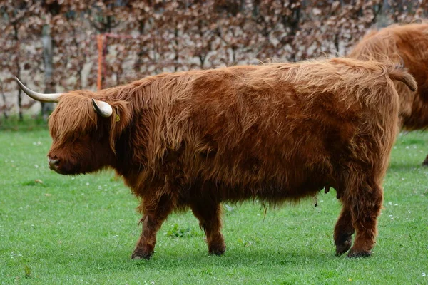 高地牛 Highland Cattle Aka Kyloe 是苏格兰的一种牛肉品种 它起源于苏格兰高地和苏格兰西部群岛 通常的外套颜色是红褐色或黑色 — 图库照片