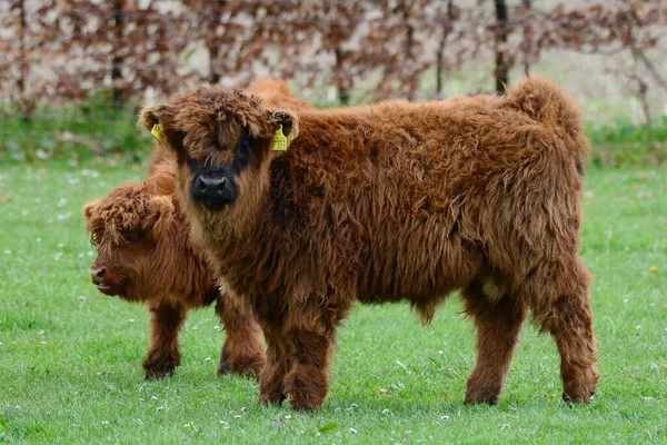 ハイランドの牛クロエは スコットランドの素朴な牛の品種です スコットランドのハイランドとスコットランドの西部諸島に由来する 通常のコートの色は赤みがかった茶色または黒です — ストック写真