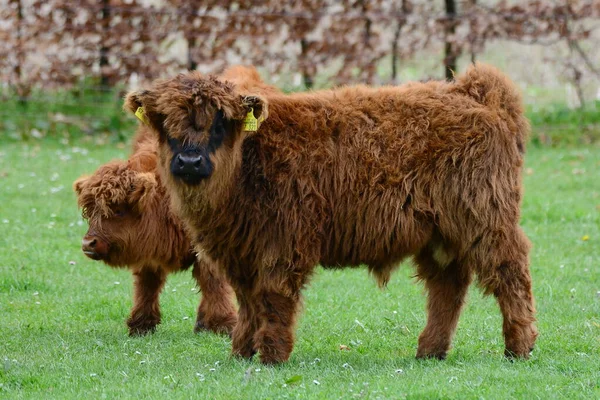 Das Hochlandrind Alias Kyloe Ist Eine Schottische Rasse Rustikaler Rinderrinder — Stockfoto