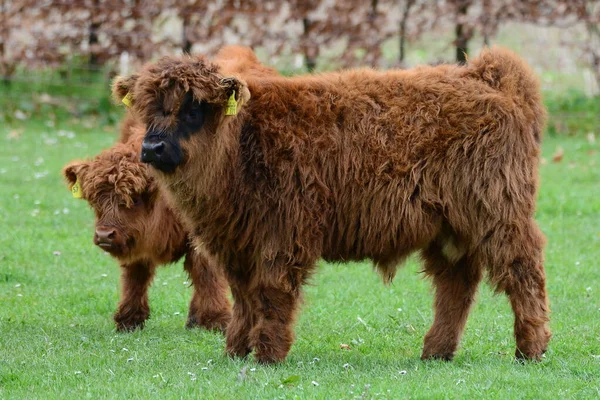 Highland Sığırları Namı Diğer Kyloe Skoç Sığırlarının Kırsal Bir Türüdür — Stok fotoğraf