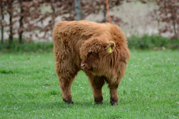 Highland Cattle Aka Kyloe Scottish Breed Rustic Beef Cattle Originated — Stock Photo, Image