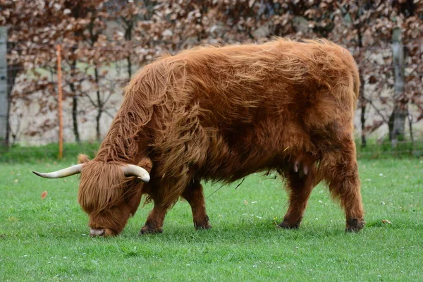 Highland Szarvasmarha Más Néven Kyloe Egy Skót Fajta Rusztikus Marha — Stock Fotó