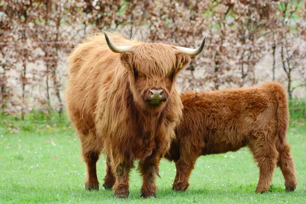 Bestiame Highland Aka Kyloe Una Razza Scozzese Bovini Carne Rustici — Foto Stock