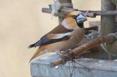 The hawfinch is a bird in the finch family. clipart