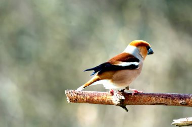 Saka kuşu ispinoz ailesindeki bir kuştur..