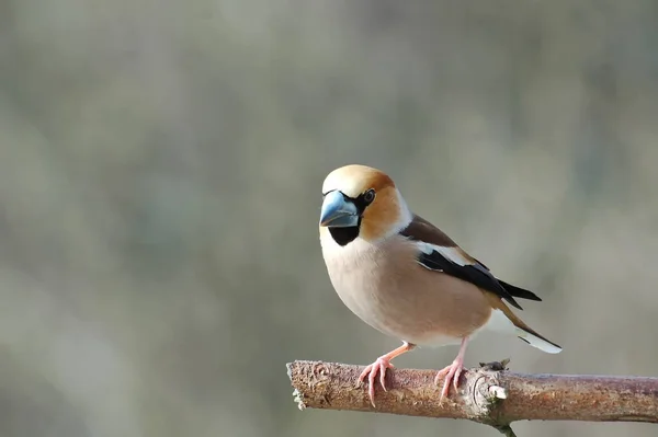 The hawfinch is a bird in the finch family.